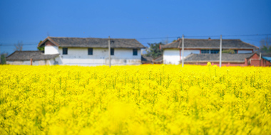邛崃首届云上油菜花节